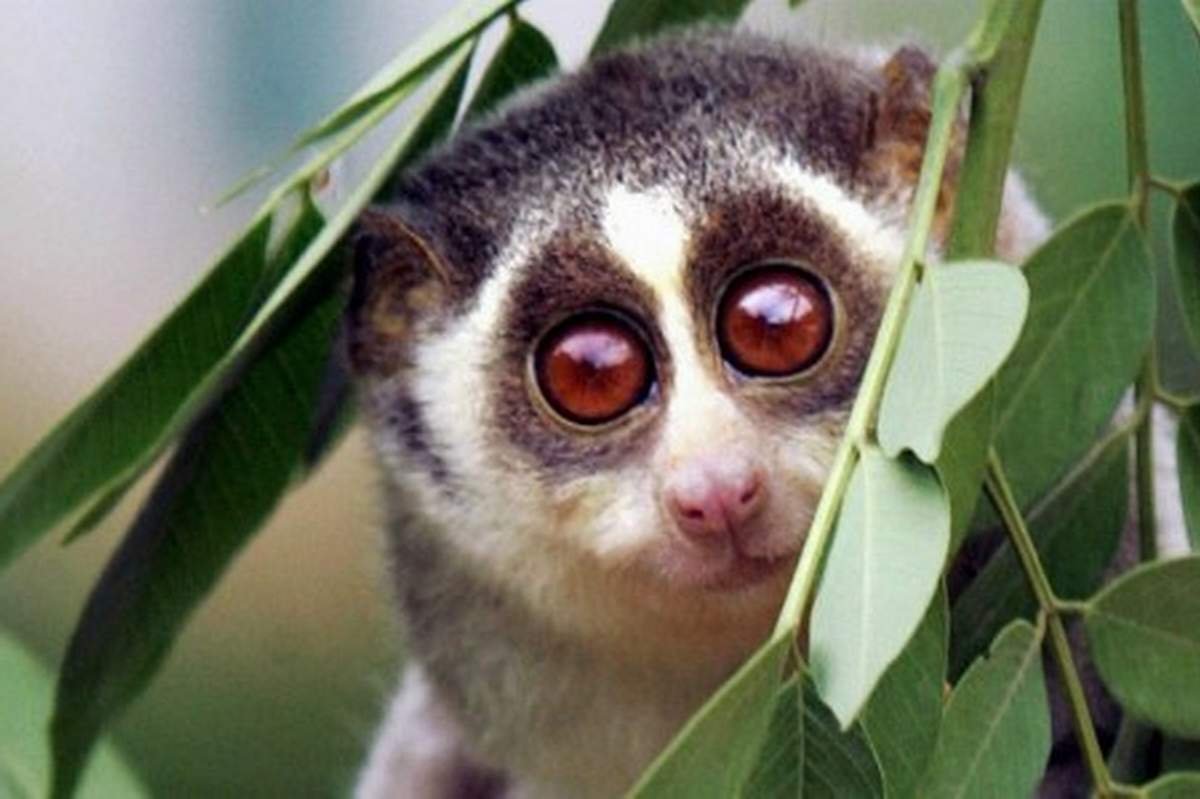 Медленный Лори