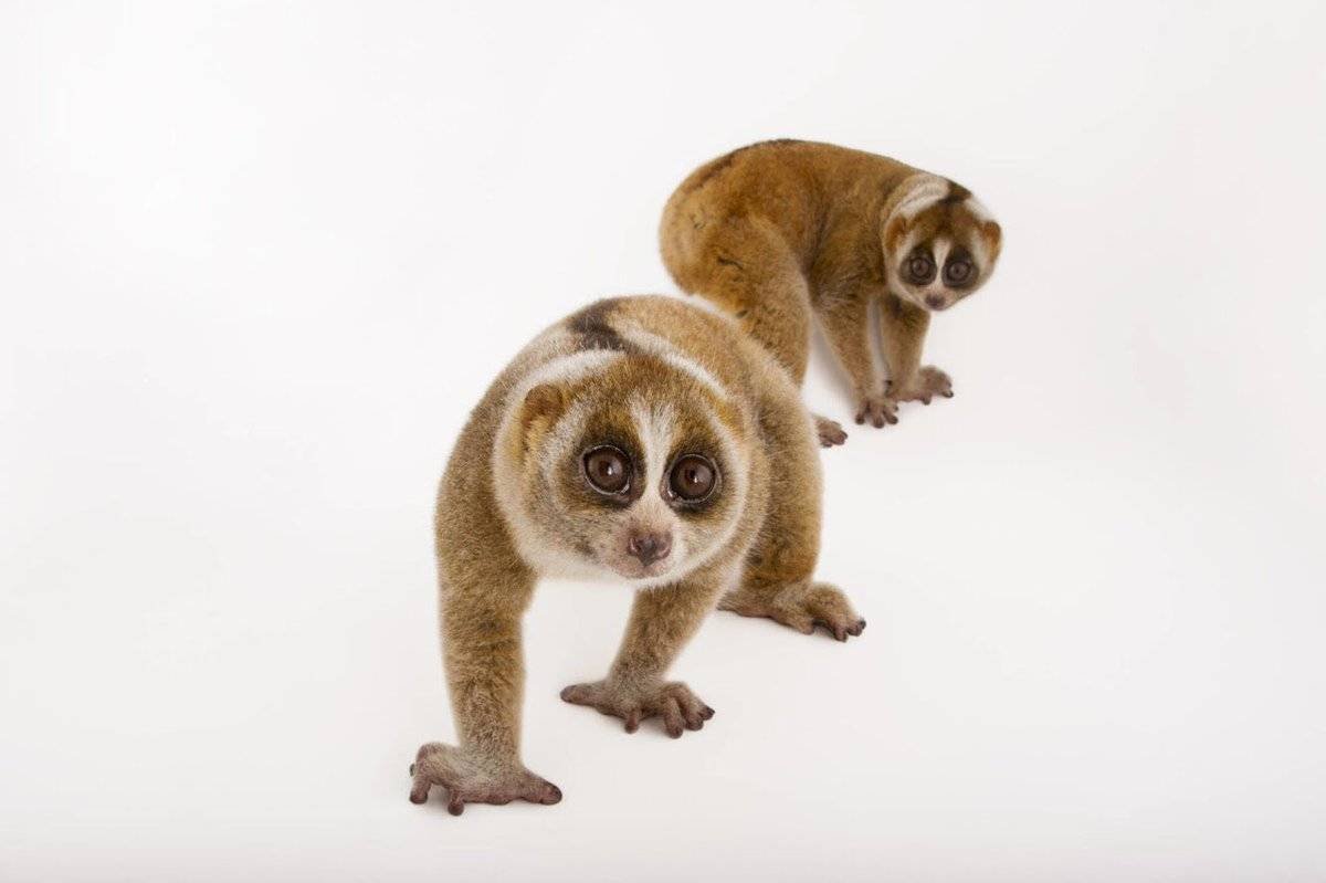 Вислоухий лемур Лори