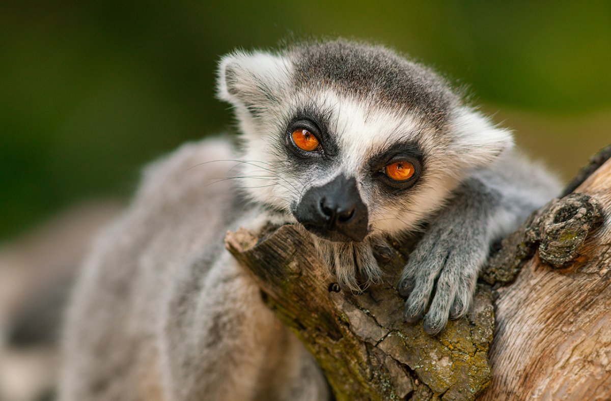 Сонный лемур