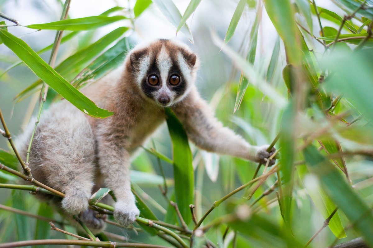Лемур Лори ядовитый