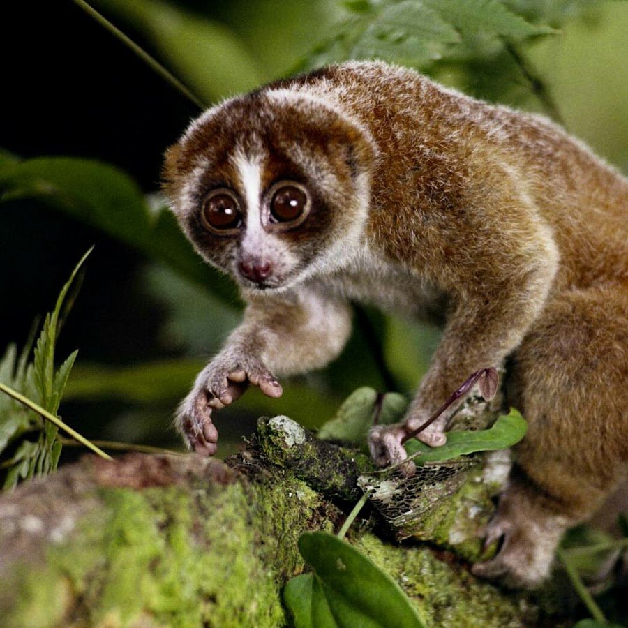 Лемур ангвантибо