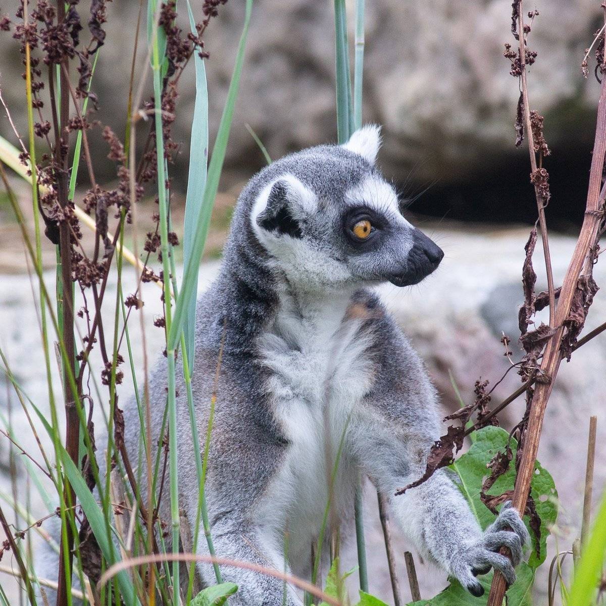 Сумчатый лемур