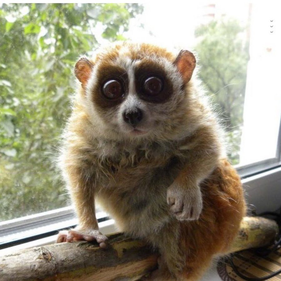 Грустный лемур Лори