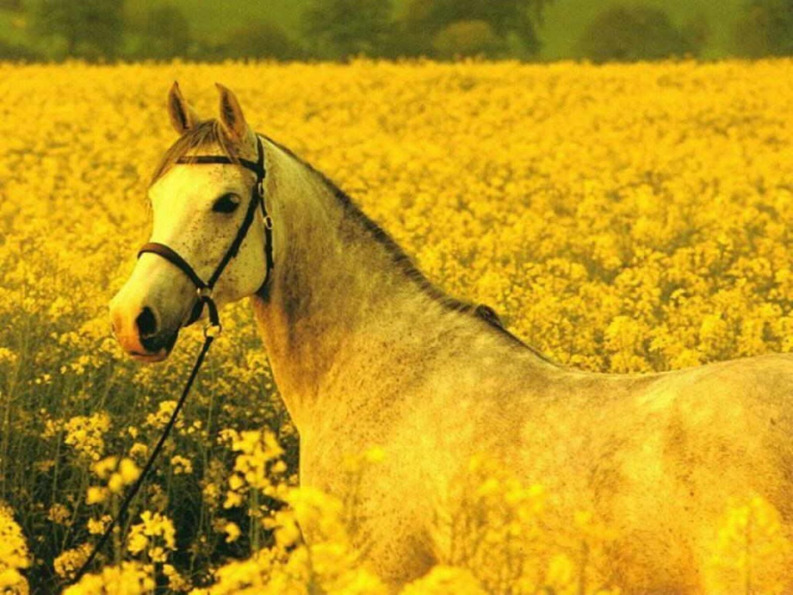 Желтая лошадка. Лошади. Желтый конь. Желтые животные. Лошадь в желтом поле.