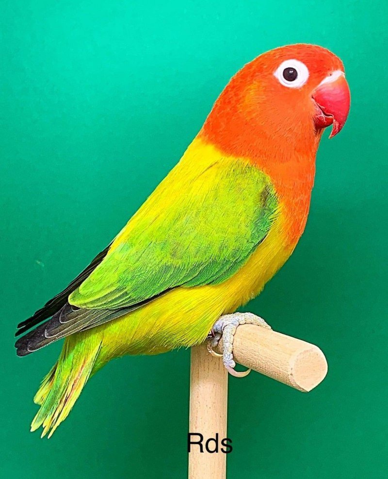 Неразлучники попугаи