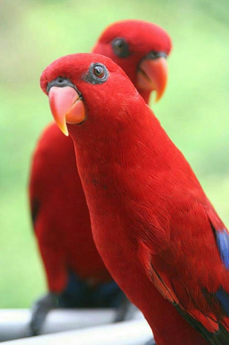 Попугаи Лори Рэд