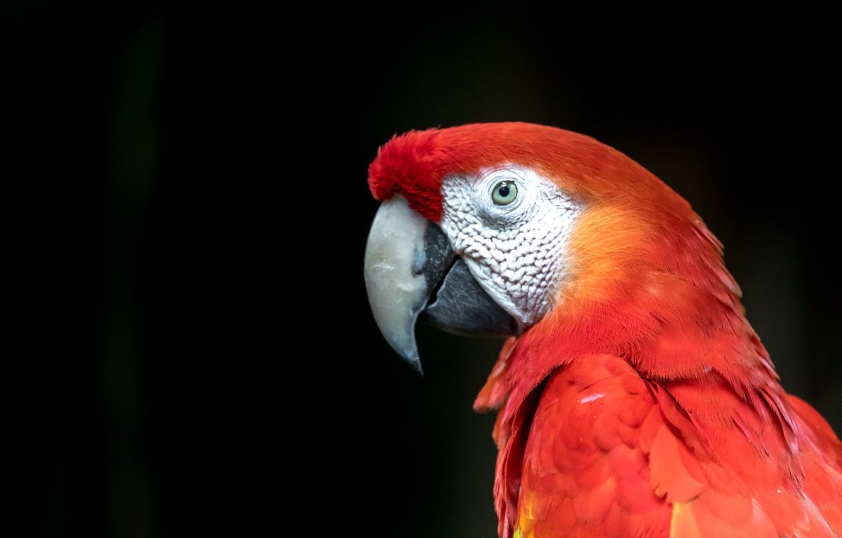 Попугай на темном фоне