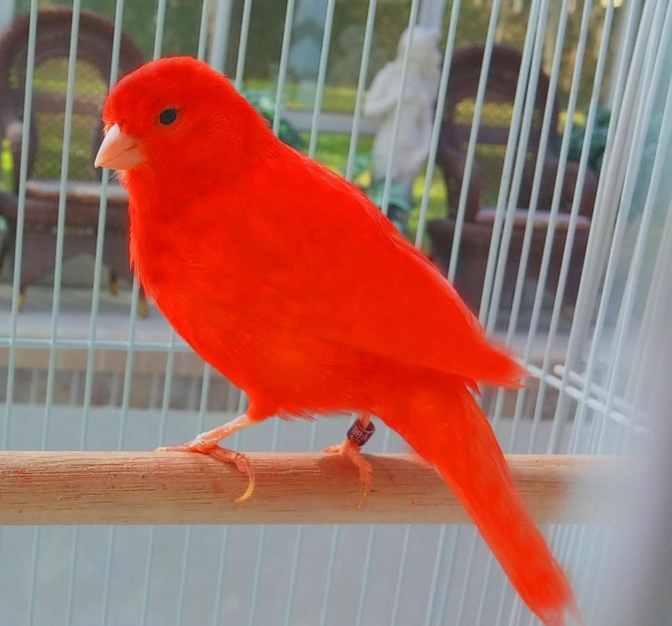 Птица кенар красный