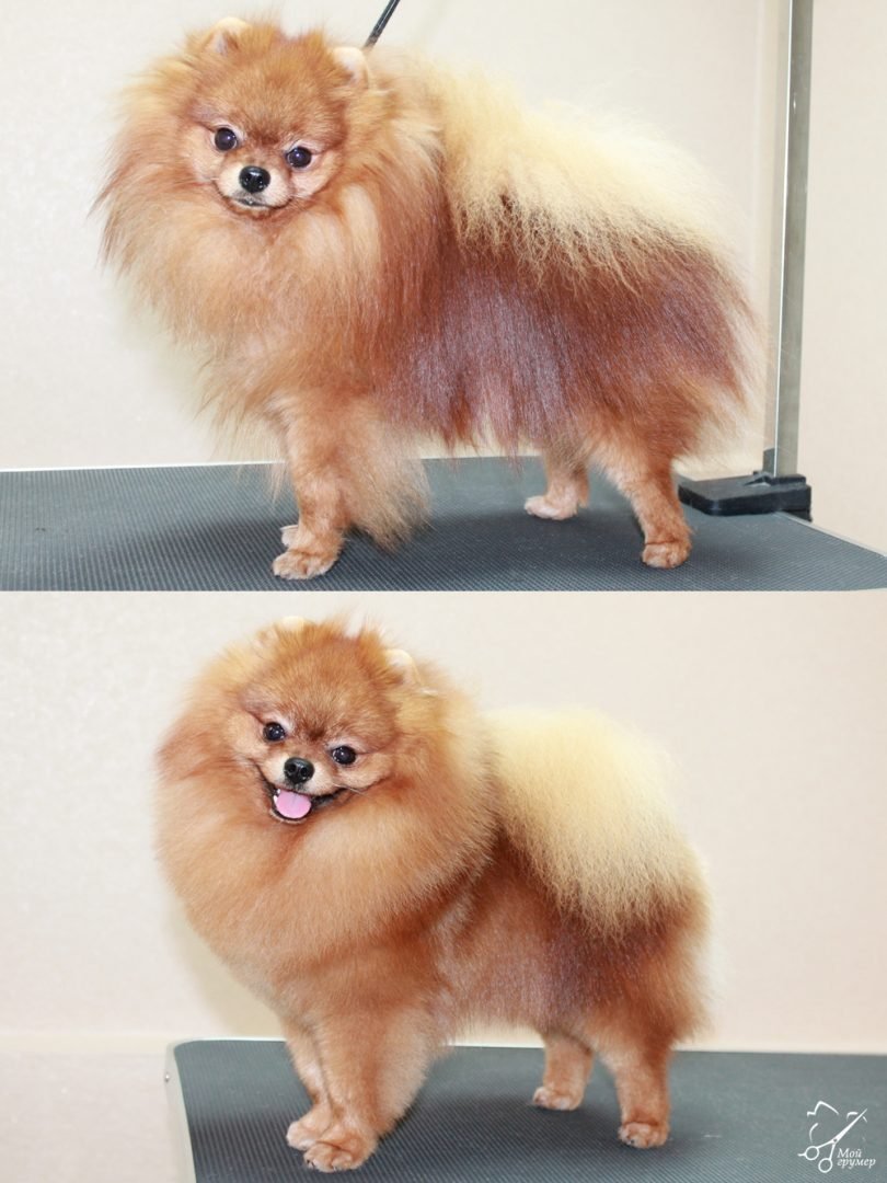 Немецкий шпиц подстрижка