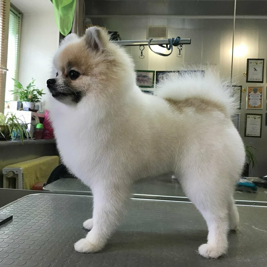 Померанский шпиц strijka