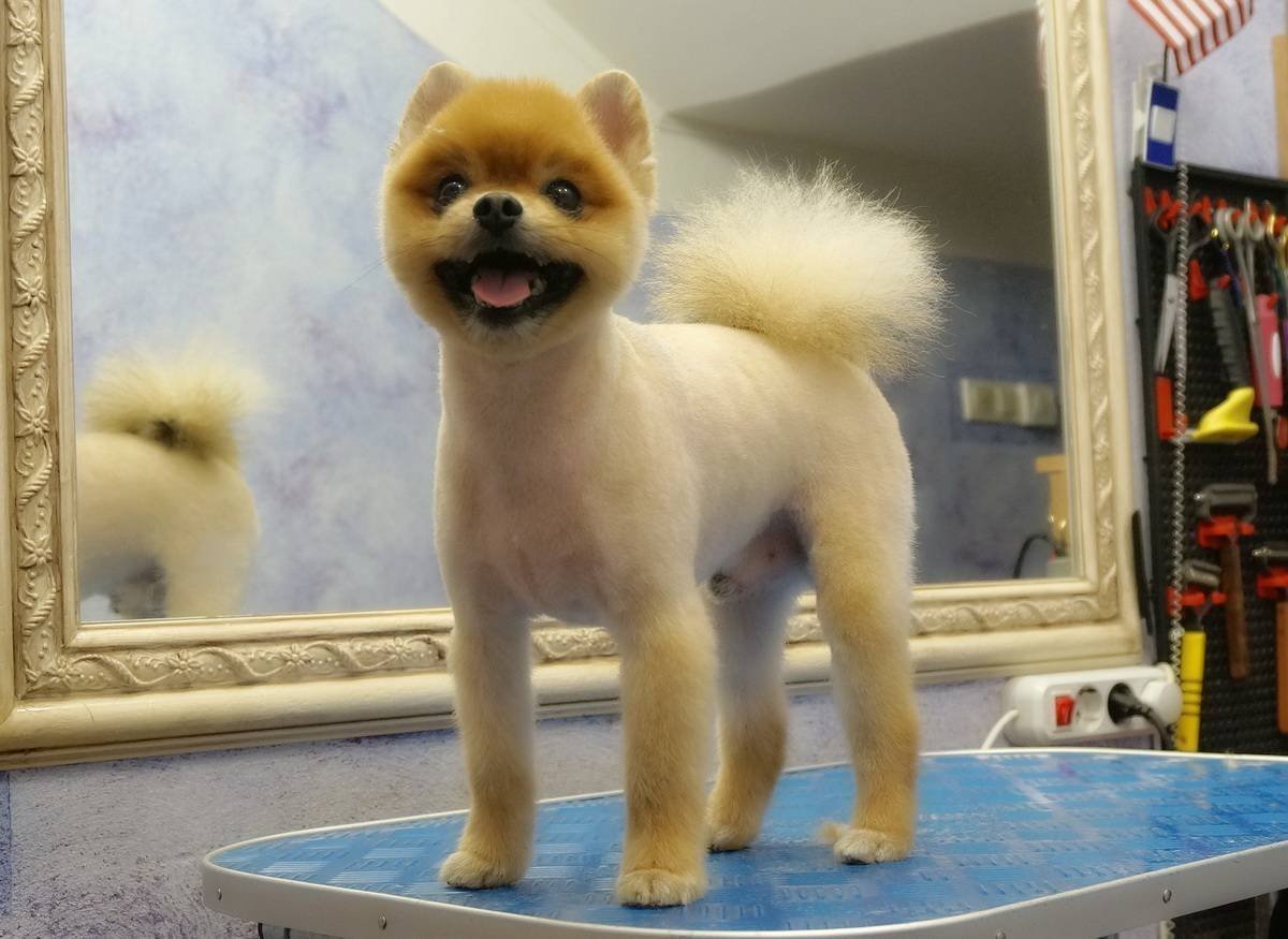 Шпиц стрижка Лев