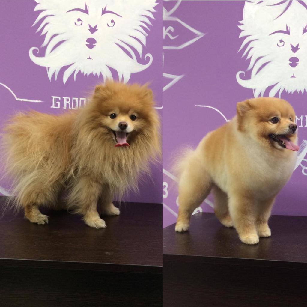 Померанский шпиц стрижка стандарт