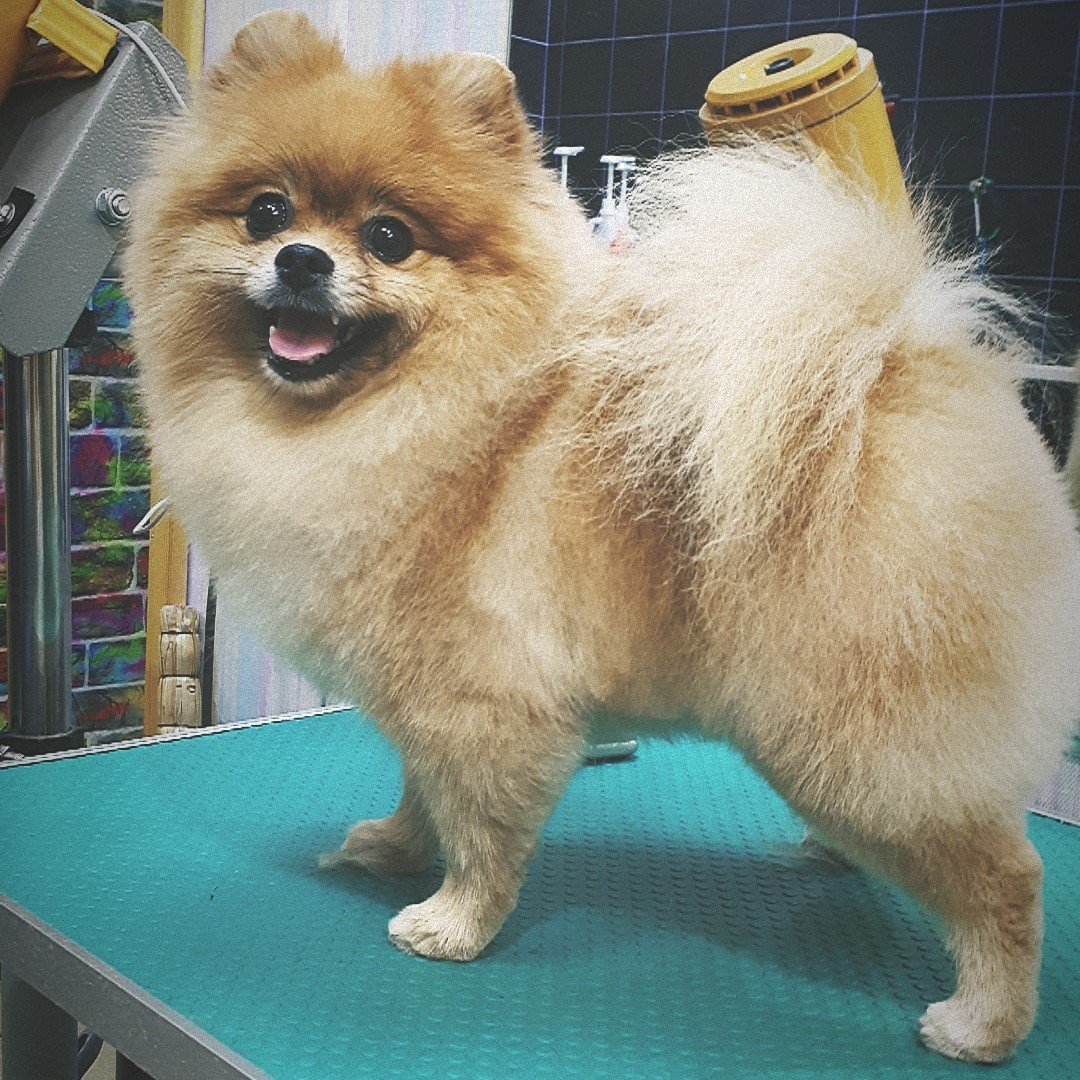 Грумминг немецкого шпица