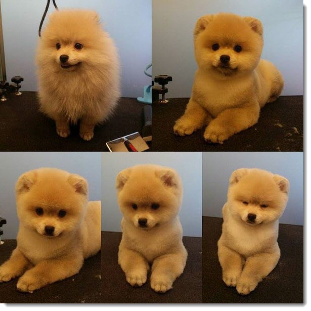 Японский шпиц карликовый померанский