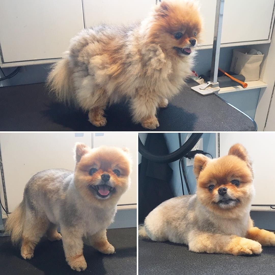 Неудачные стрижки шпицев