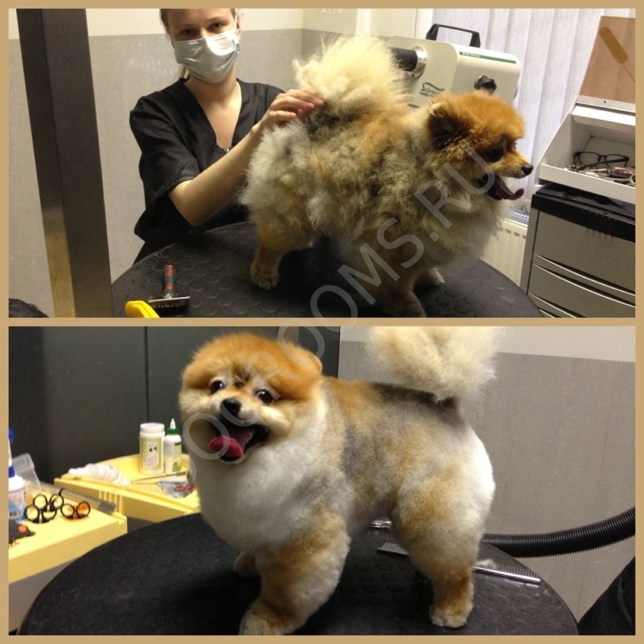 Померанский шпиц до и после стрижки
