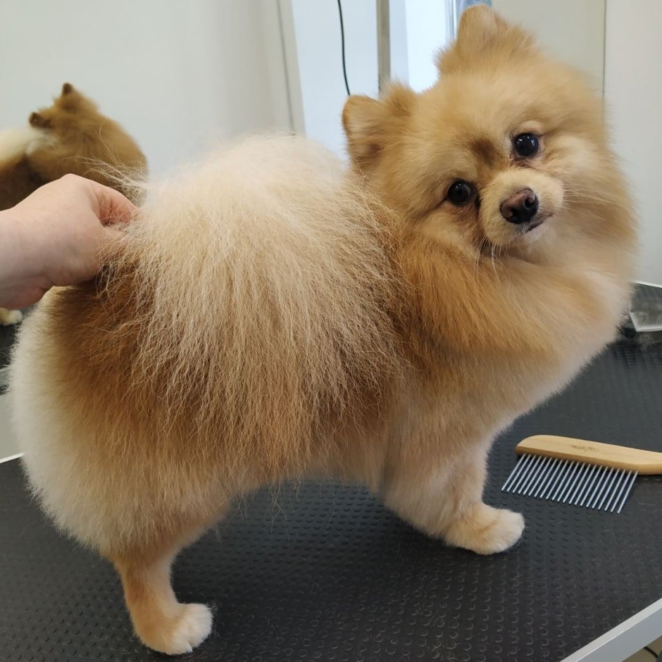 Померанский шпиц груминг