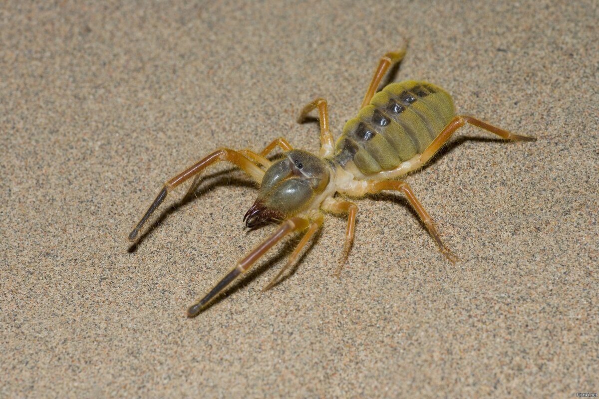 Пустынный паук фаланга