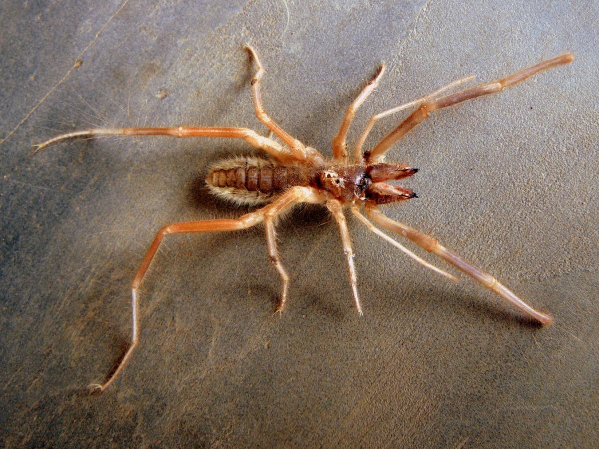 Верблюжий паук (Solifugae)