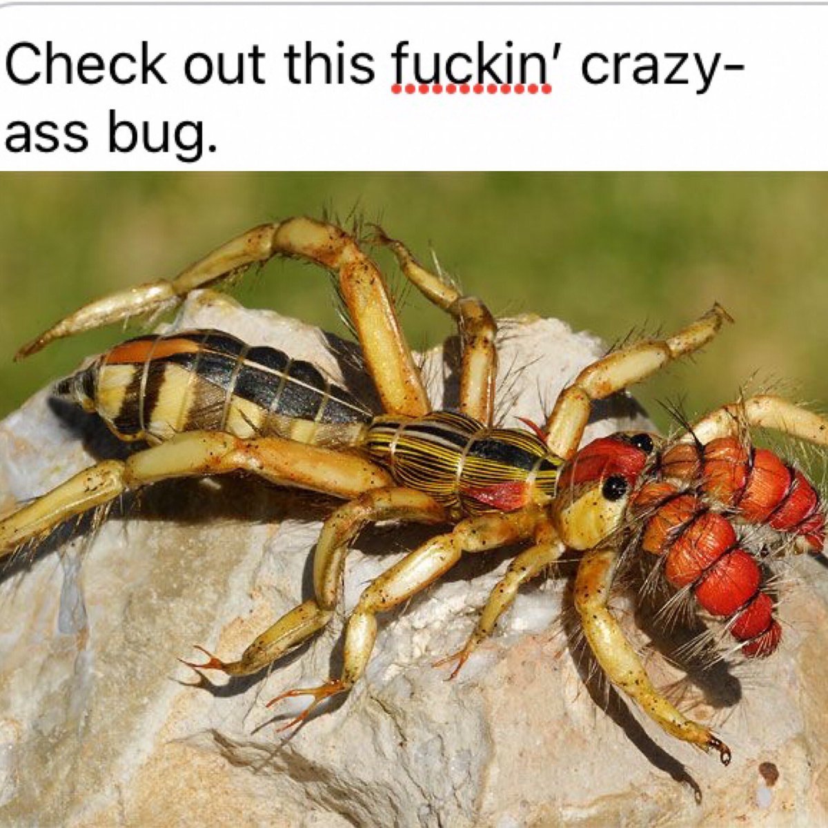 Фаланга смесь паука и скорпиона