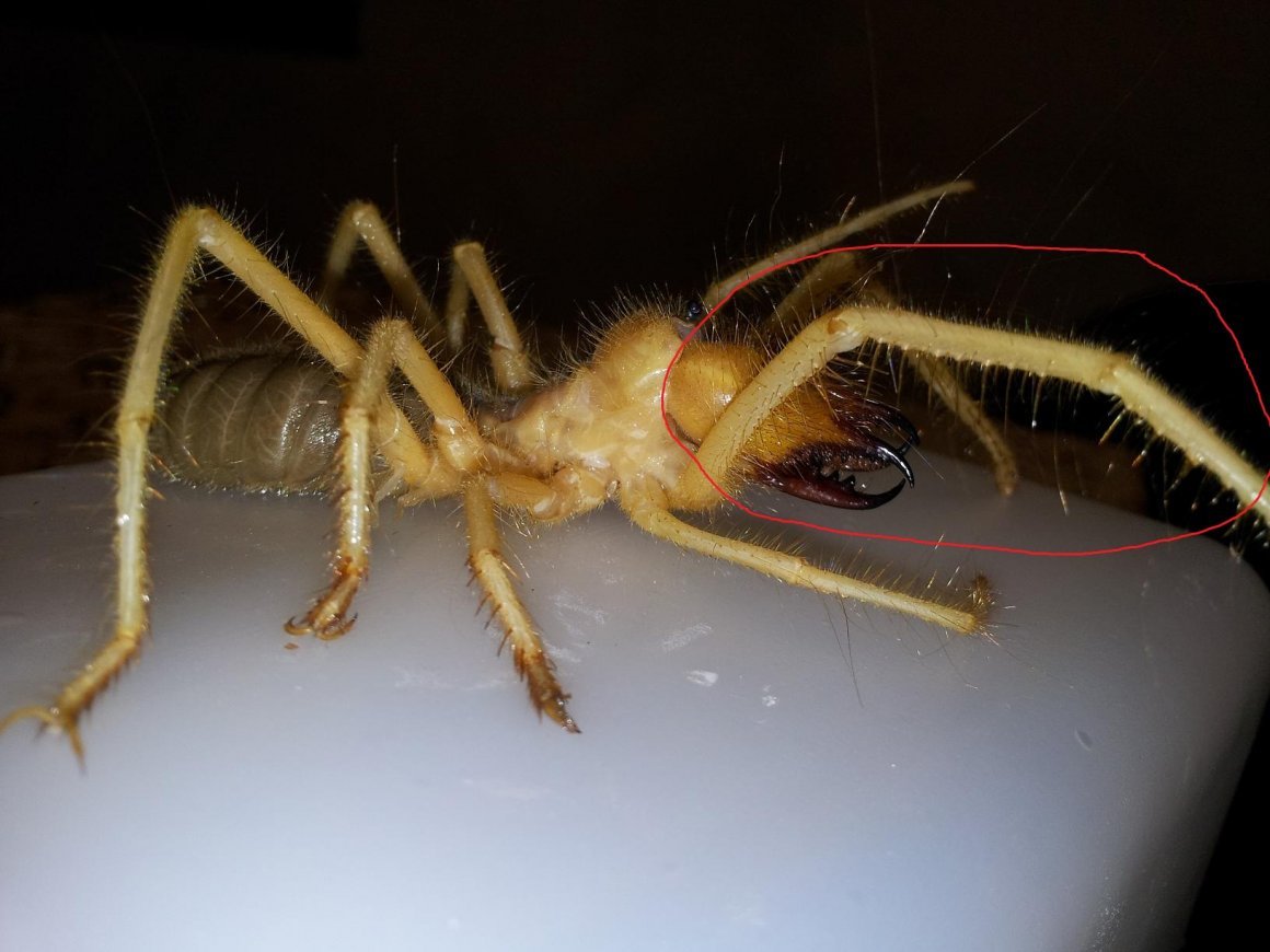 Среднеазиатский паук фаланга