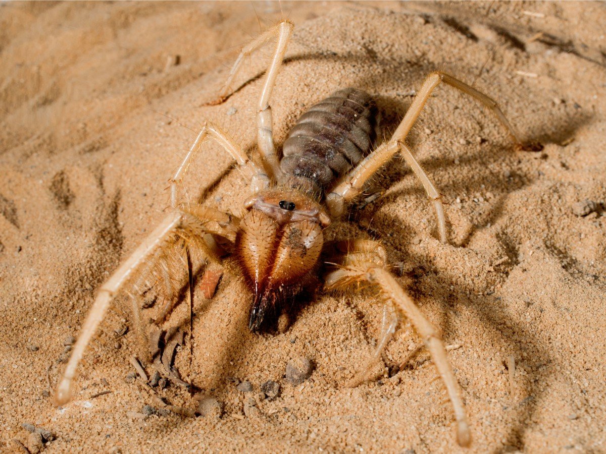 Фаланга паук Астраханский