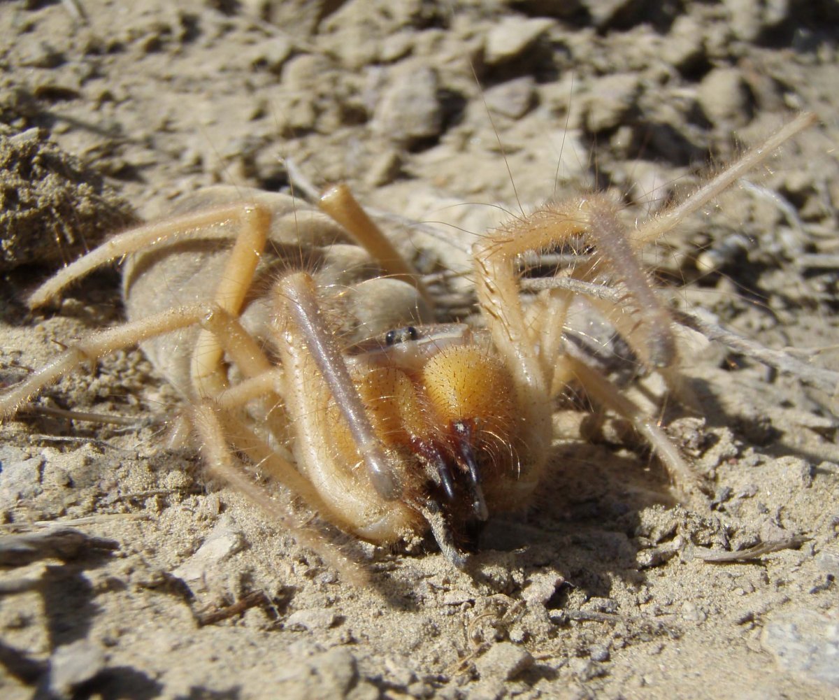 Южнорусская сольпуга