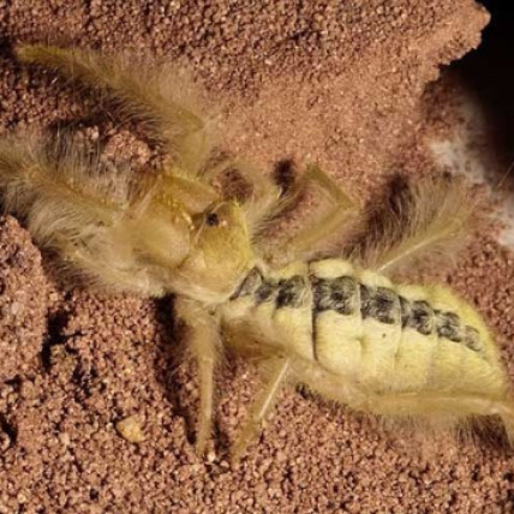 Сольпуга фаланга