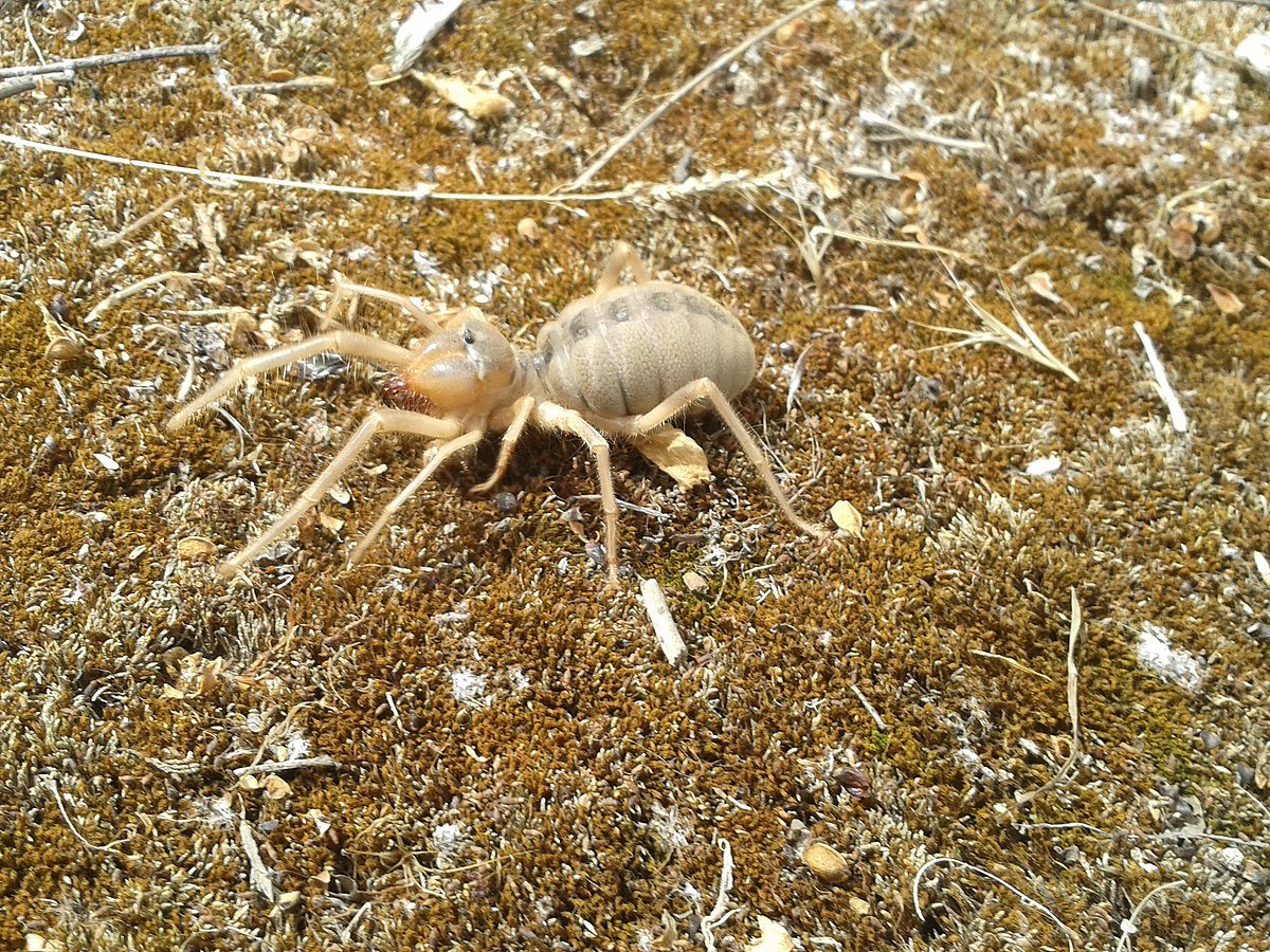 Сольпуга фаланга обыкновенная