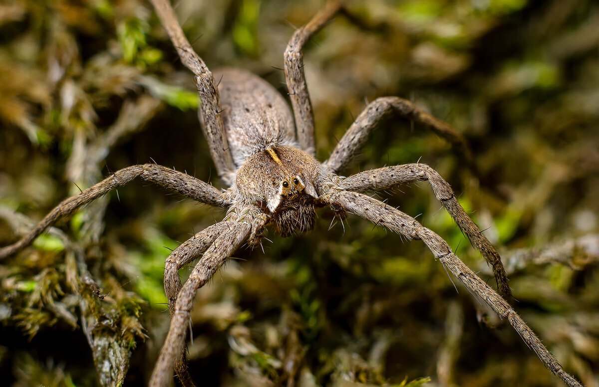 Паук волк глаза