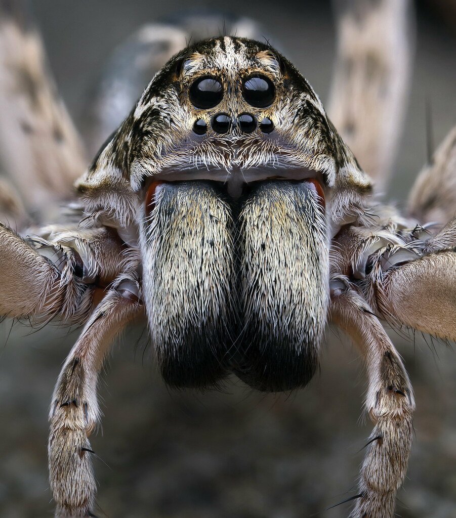 Вулф Спайдер