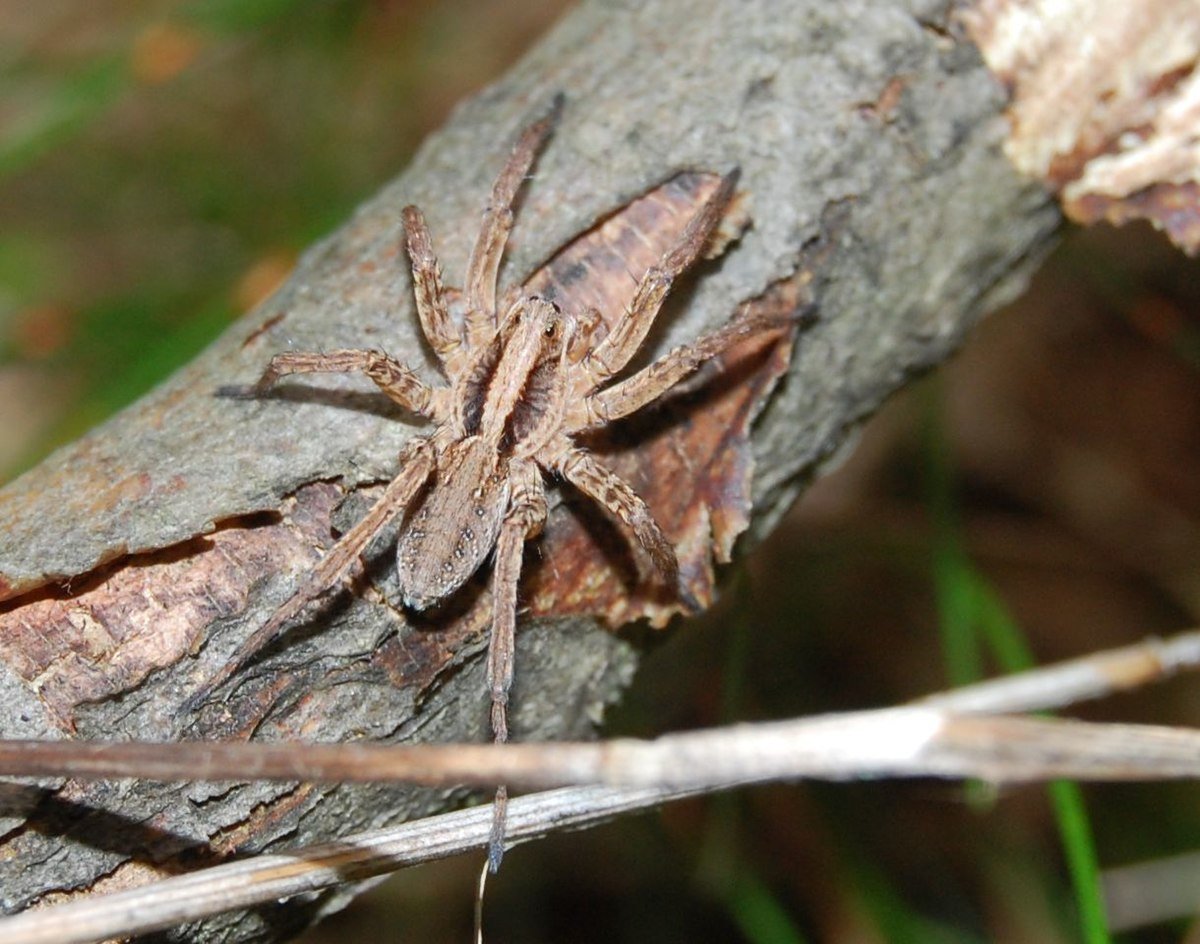 Alopecosa psammophila