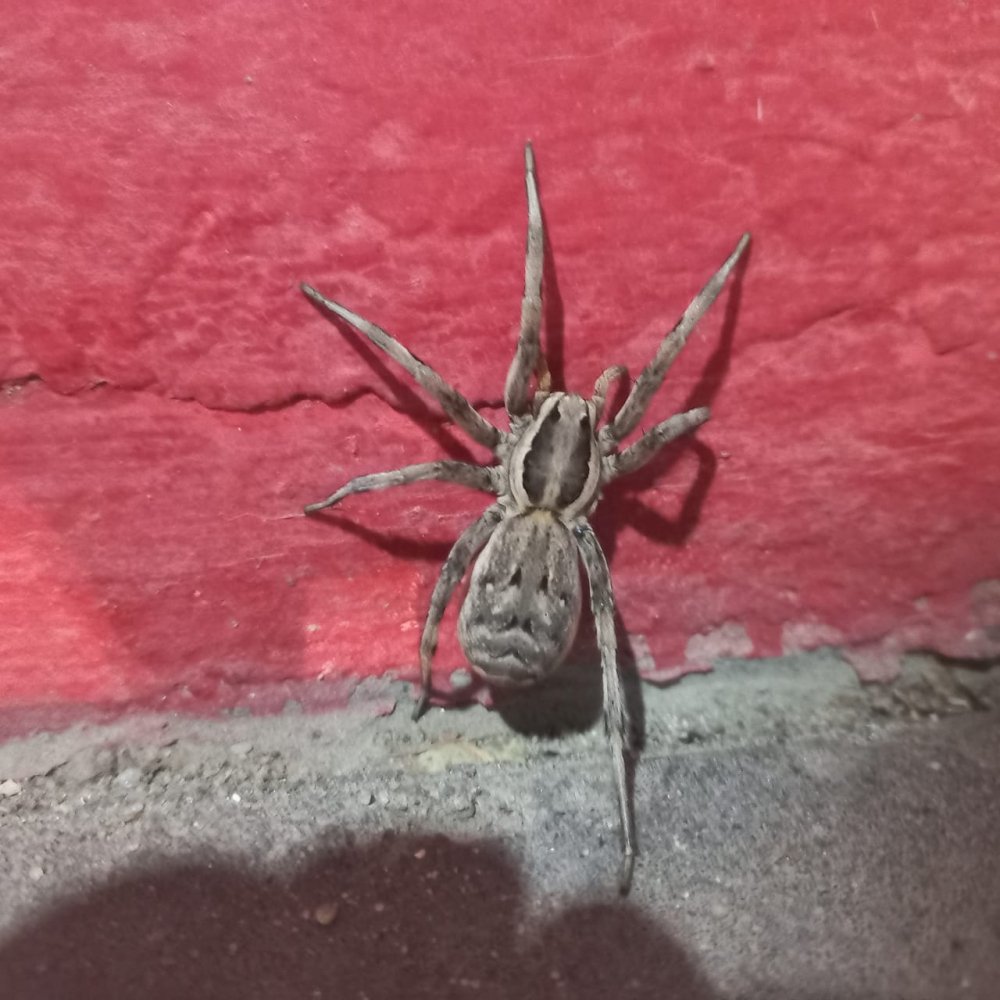 Ядовитые пауки Волгограда