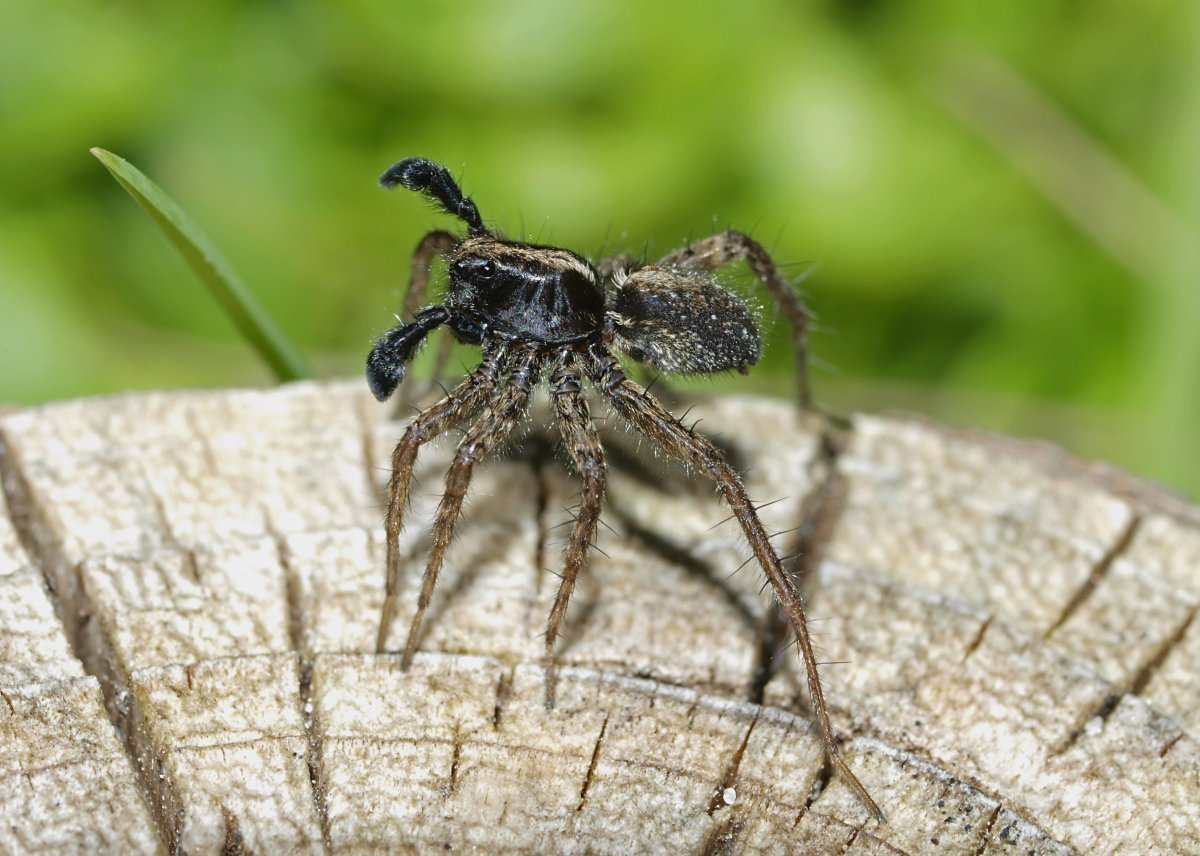 Pardosa Milvina паук
