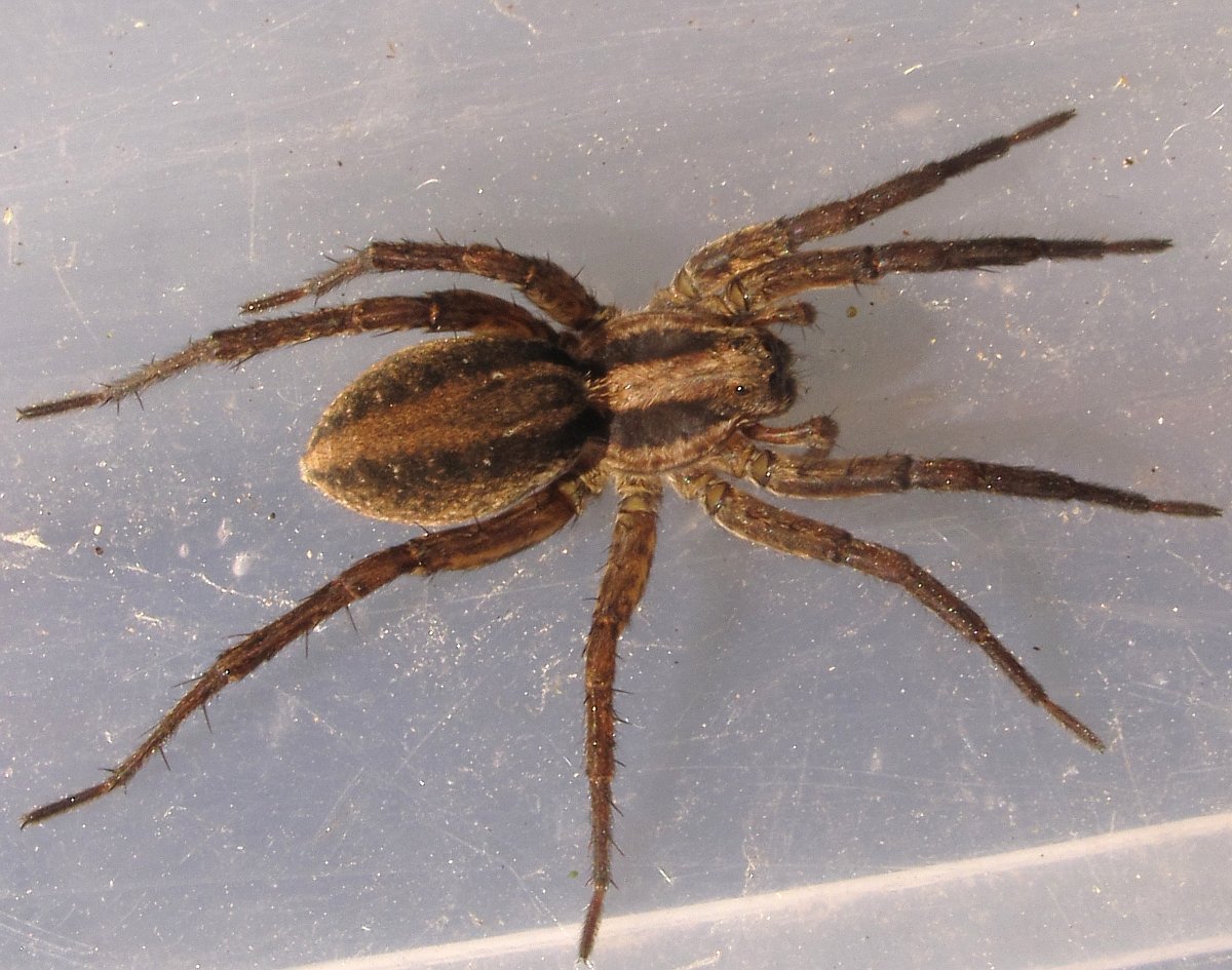 Алопекоза пыльная