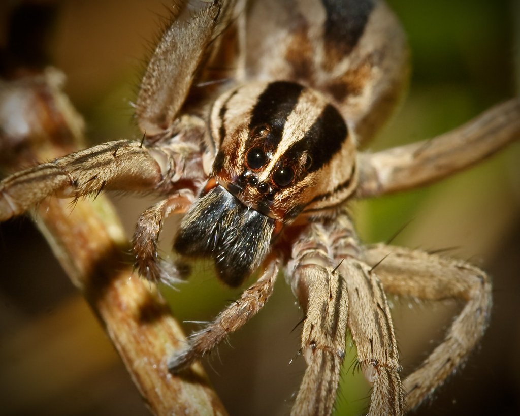 Wolf Spider faces