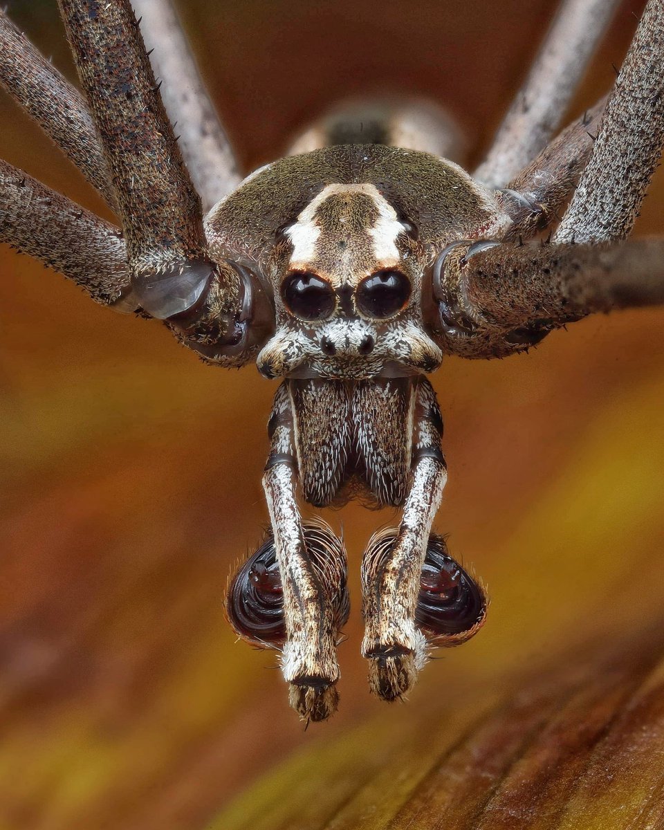 Дейнопиды пауки