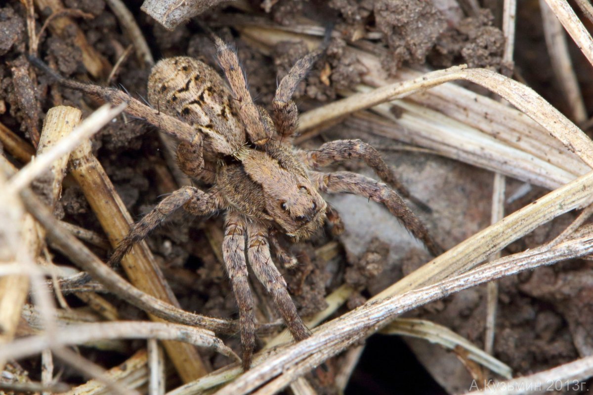 Тарантул паук волк