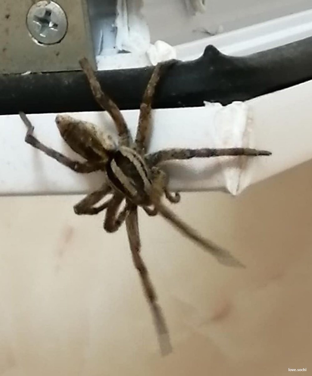 Паук волк Сочи