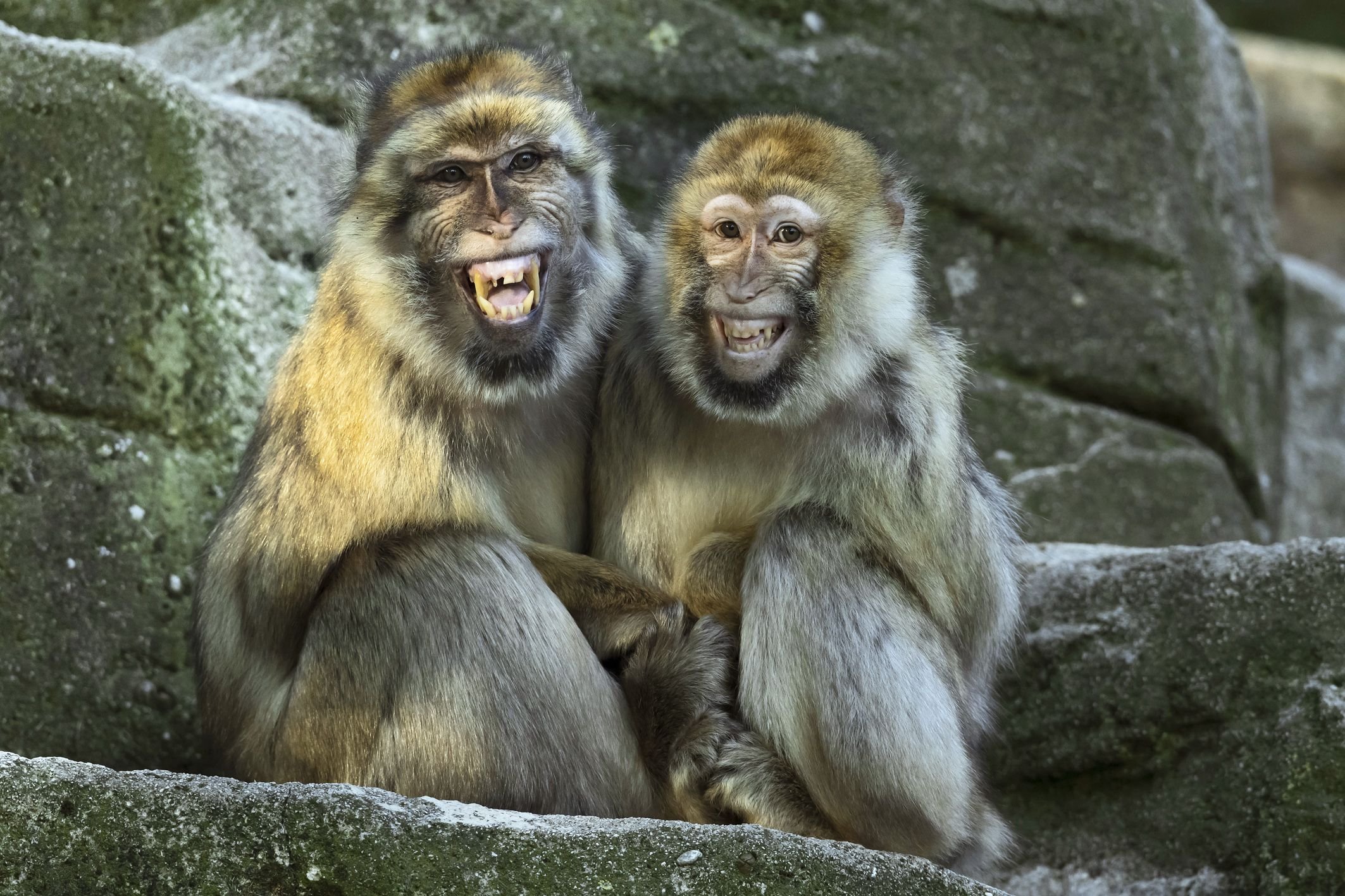 Про смешных зверей. Обезьяны. Необычные обезьяны. Разные обезьяны. Прикольные обезьяны.