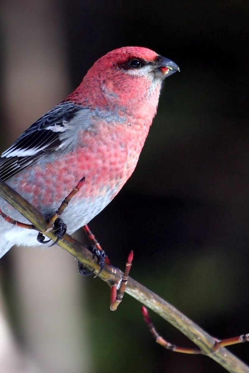 Птичка с розовой грудкой