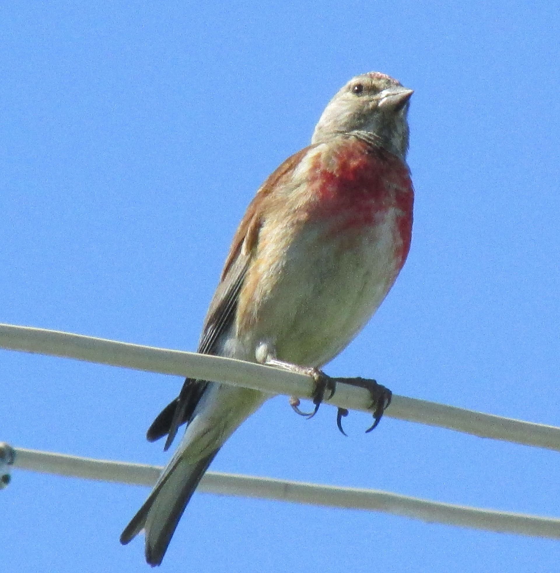 Маленькая серенькая птичка с красной грудкой - 63 фото