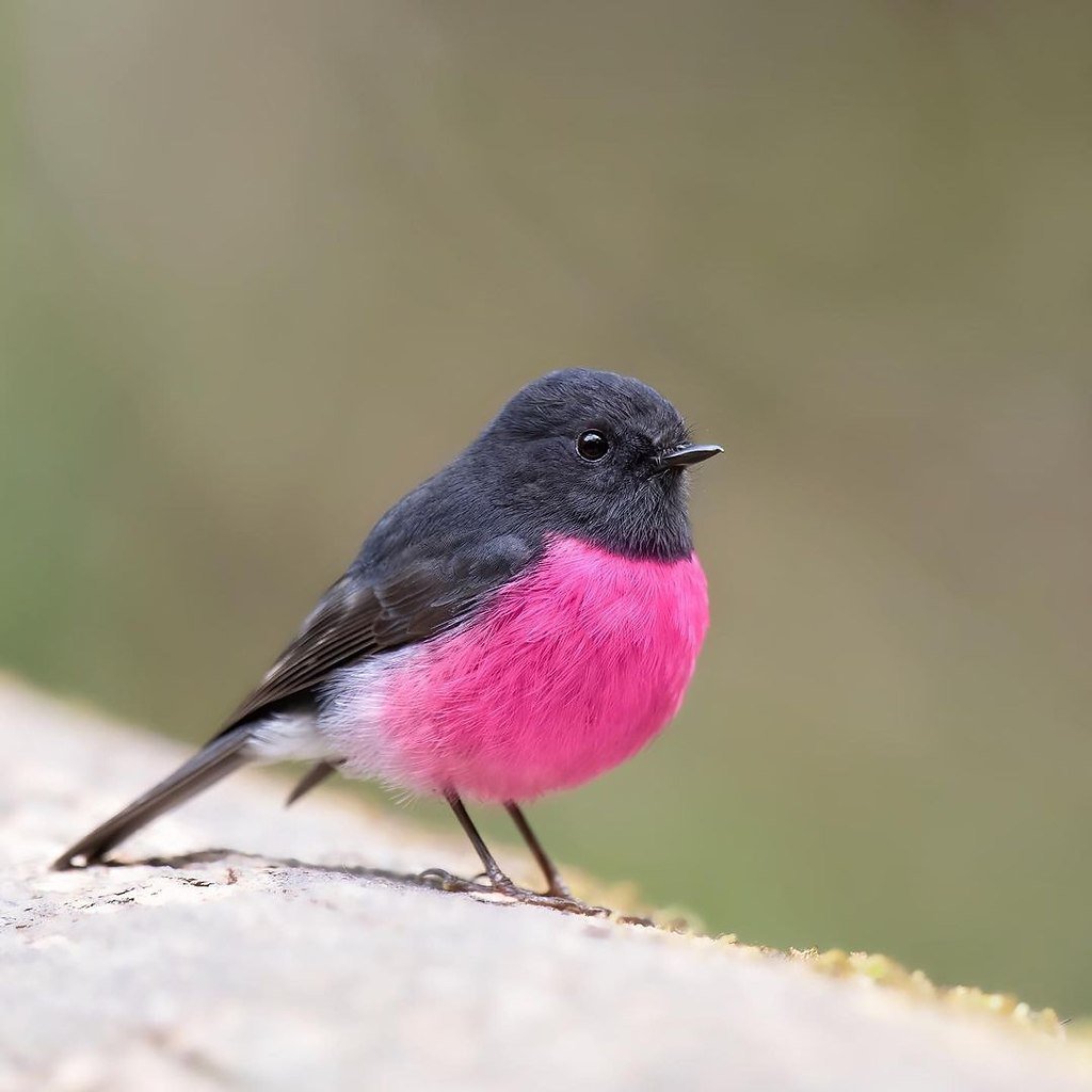 Маоиновогрудая пятроик