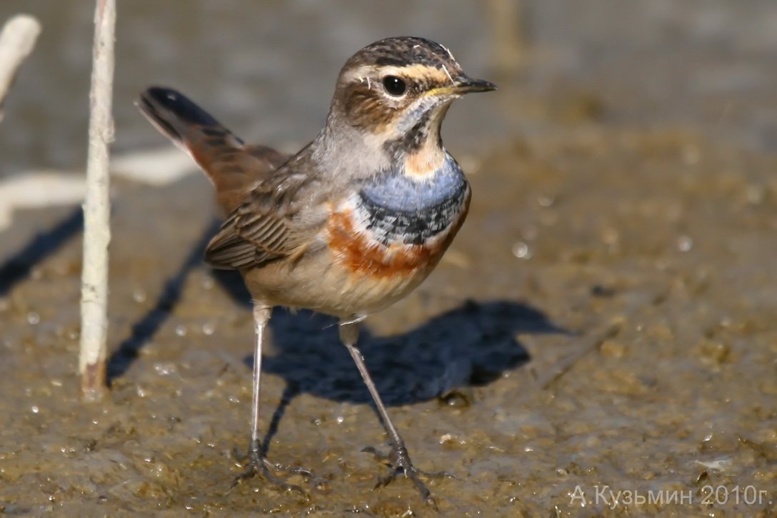 Варакушка, белая трясогузка