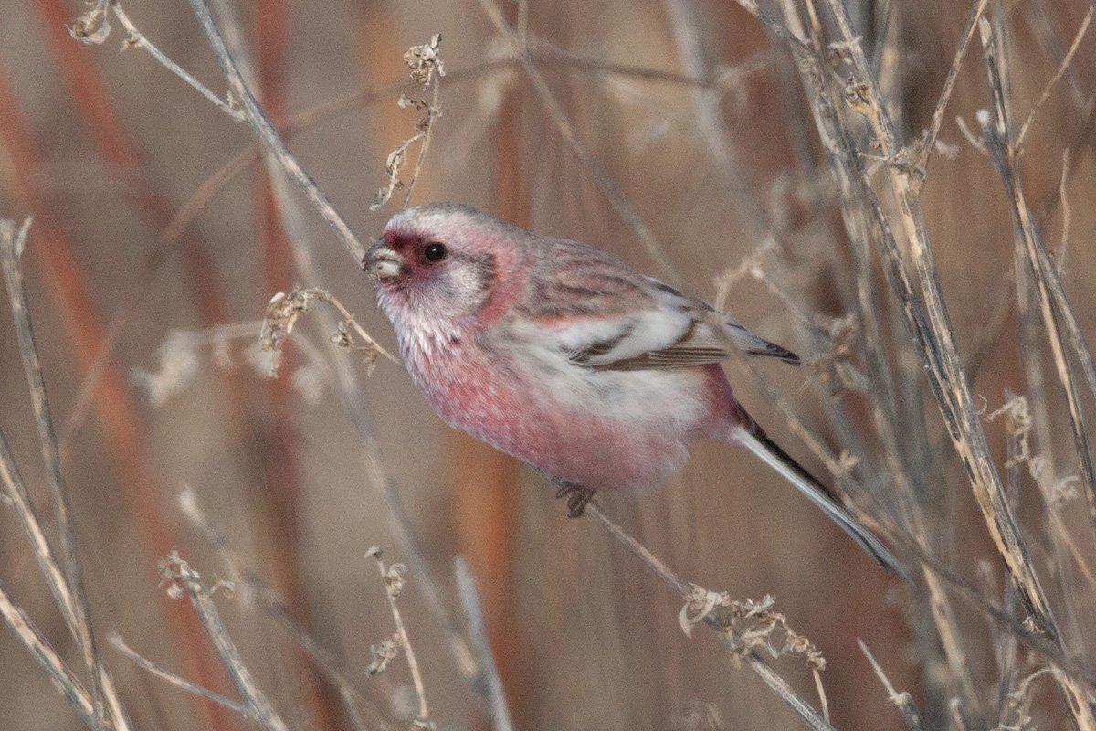 Сибирский урагус
