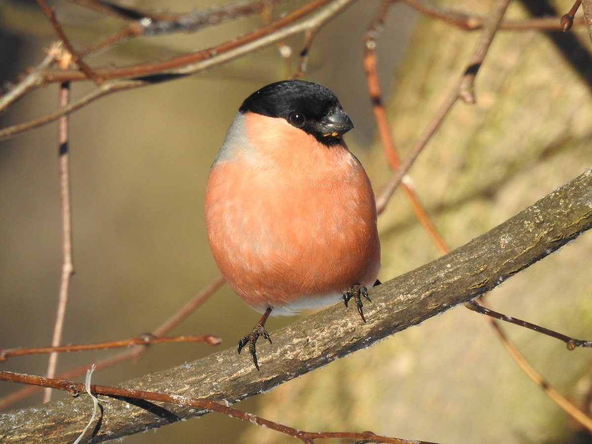 Птицы лесопарка Кузьминки