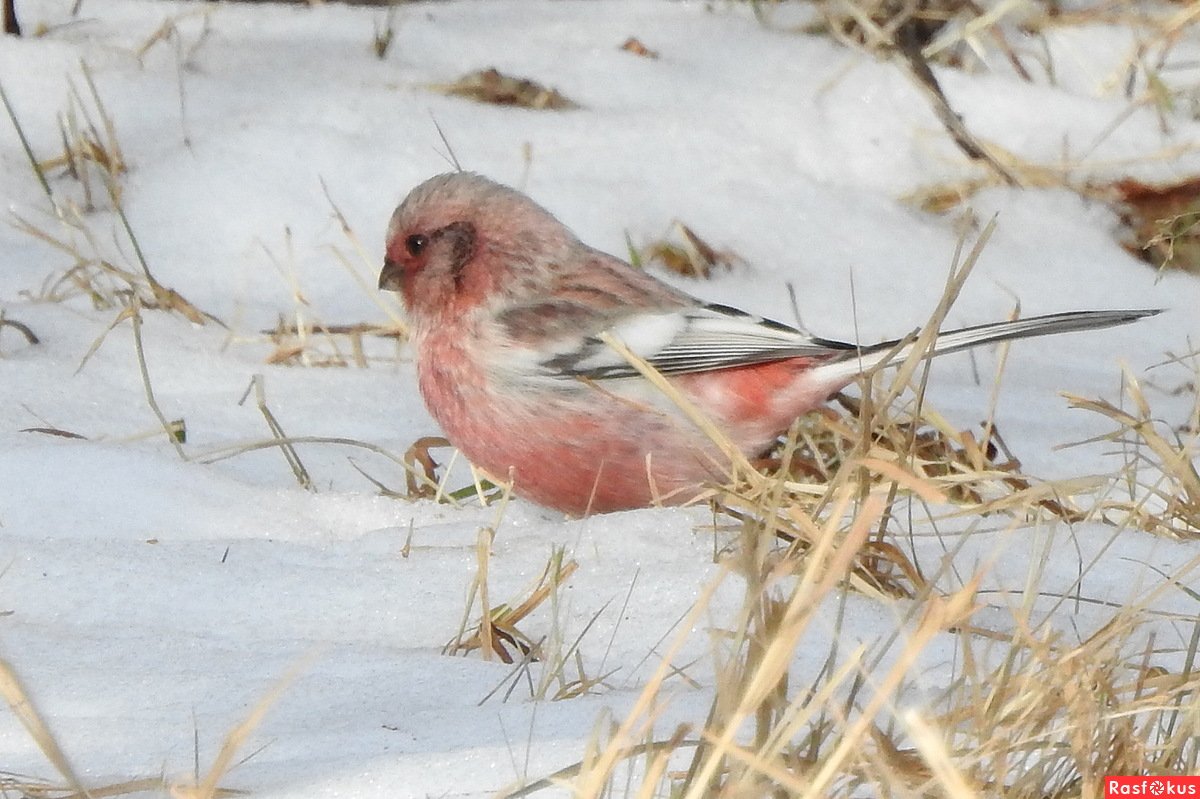 Синица с красной грудкой