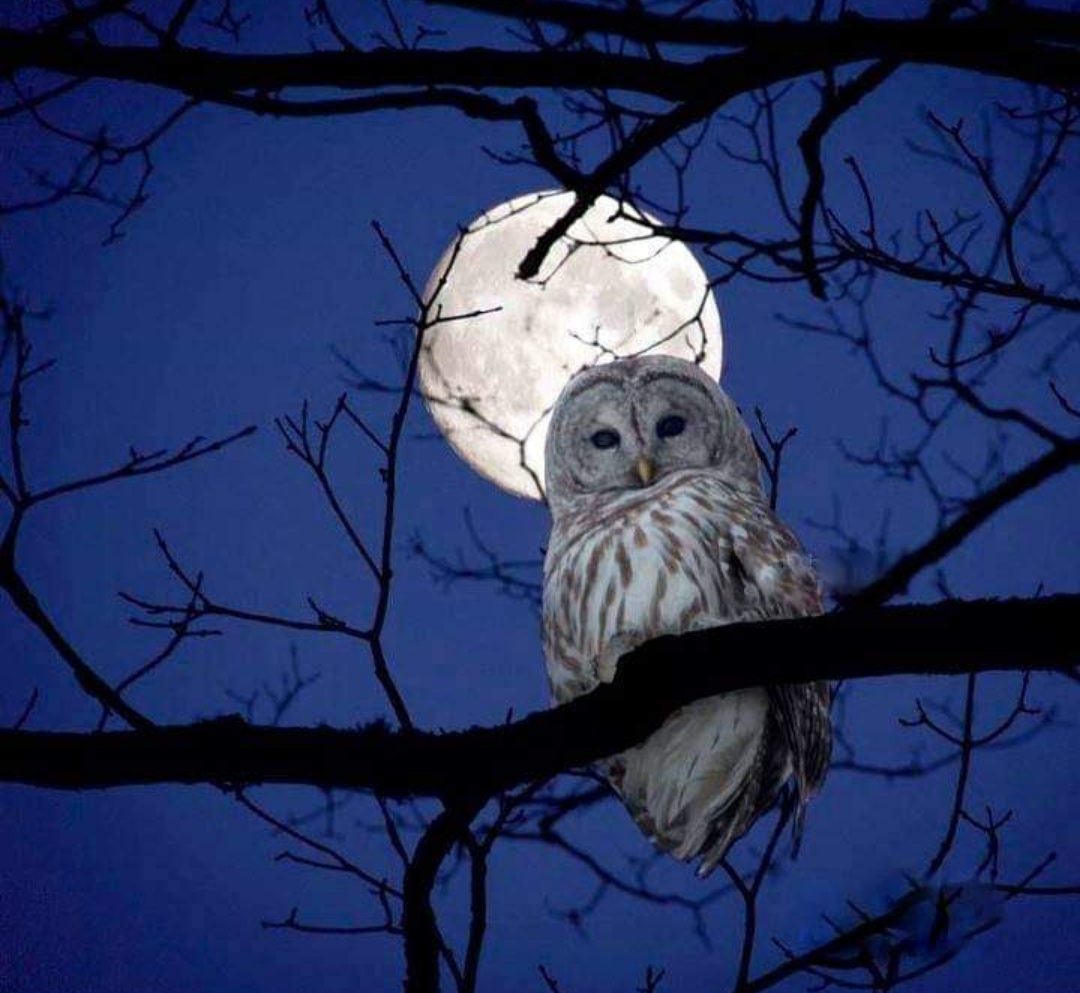 Ночные птицы