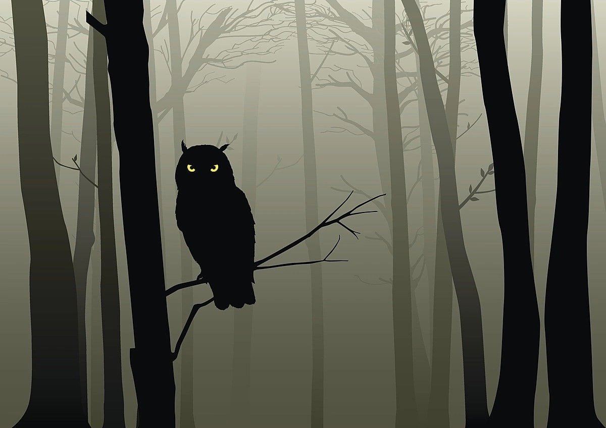 Силуэт Совы в темном лесу