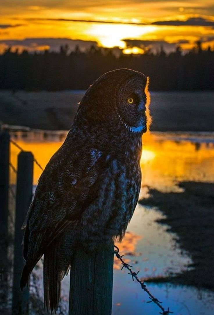 Ночные птицы